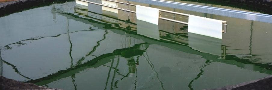 cultivo de espirulina
