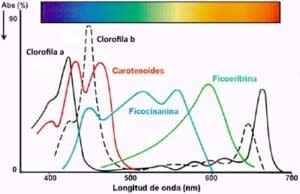 Pigmentos de la espirulina